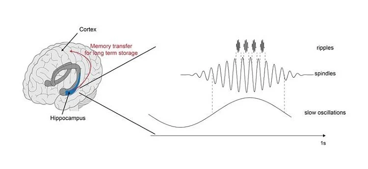 Human Working Memory